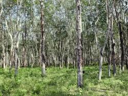 MS Rubber plantation Stock Footage