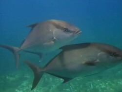 Amberjacks Stock Footage