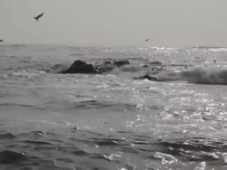 winter sea and birds fly Stock Footage