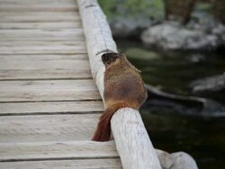 Teton National Park - Marmot Stock Footage
