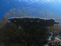 School of Golden Sweepers (Parapriacanthus ransonneti) under Table Coral, Baa Atoll, The Maldives Stock Footage