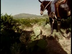 WA man riding horse with donkey following walk past and away from camera through scrubland, USA Stock Footage