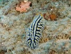 MS Shot of Single nudibranch crawling and foraging on reef covered with various algae / Sodwana Bay, KwaZulu Natal, South Africa Stock Footage