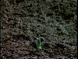 T/L - Broad bean germination and growth CU Stock Footage