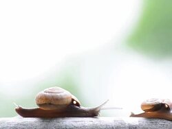 Mother and child Snail Stock Footage