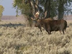 MS Shot of large bull moose walking in sagebrush / Jackson, Wyoming, United States Stock Footage