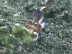 Newborn Cuttlefish Stock Footage
