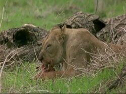 African Lion (Panthera leo) - MCU lioness eating carcass of baboon, Mana Pools, Zimbabwe Stock Footage
