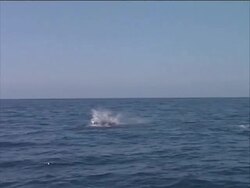 Dolphins Jump Out of Water Stock Footage