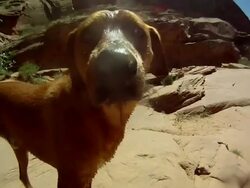 A dog at a canyon river in Utah, USA - Slow Motion - Model Released - HD Stock Footage