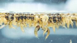 Culicine Mosquito Pupa Stock Footage