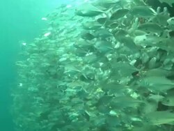 Jacks school into camera, Borneo, Malaysia, Southeast Asia Stock Footage