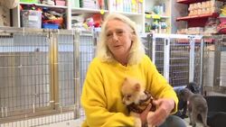 Concerns that dogs may face challenges in Chinese Year of the Dog Instructional Video