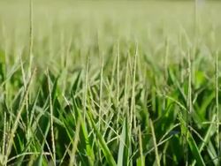 Close up of corn tassels in field Stock Footage