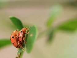 Couple in Love Stock Footage