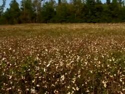 Cotton Stock Footage