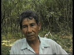 BOLIVIA: DEFORESTATION CONTINUES DESPITE NEW REGULATIONS News Clip
