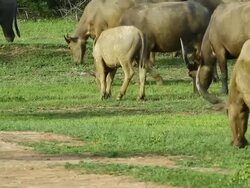 Buffalo Stock Footage