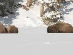 WS Weasel popping up from deep snow and disappearing again / Yellowstone National Park, Wyoming Stock Footage