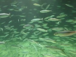 Alseund, the aquarium, Herring fish "Silver of the Ocean" Stock Footage