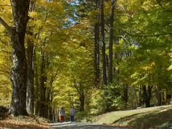 Dirt Road In Fall W- Hickers Stock Footage