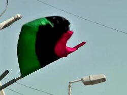Free Libya rebel flag flying News Clip