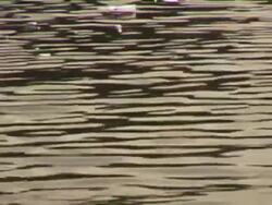 LITTLE DUCKY PAIR (DV) Stock Footage