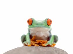 frog on a rock Stock Footage