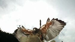 HD Super-Slow Mo: Harris Hawk Takes Its Prey Stock Footage