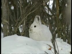MCU zooming in snowshoe hare, Arctic circle Stock Footage