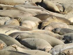California Sea lions Stock Footage