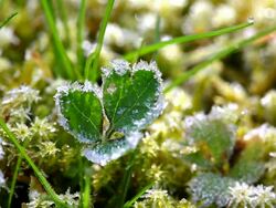  CU  View of hoarfrost on grass  /  Kastel-Staadt, Rhineland-Palatinate, Germany Stock Footage