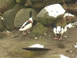 Duck Looking for Food Stock Footage