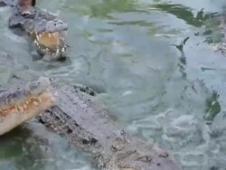 Crocodile eating fish Stock Footage