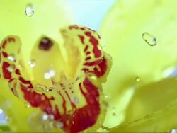 HD Super Slow-Mo: Spraying A Flower Stock Footage