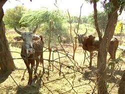 Cattle inside enclosure Stock Footage