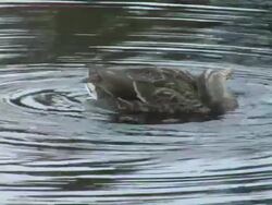 Mallard the duck. ver. 03 Stock Footage