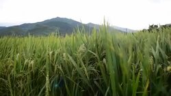 terraced rice field in Tule Village Stock Footage