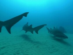 MS POV Shot of School of spotted ragged tooth sharks congregrating and drifting with surge then suddenly swim off disturbing sea floor / Sodwana Bay, KwaZulu Natal, South Africa Stock Footage