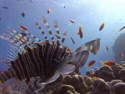 A lionfish swims above the seafloor in the Red Sea. Stock Footage