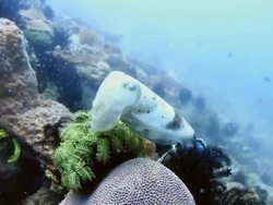 Cuttlefish Stock Footage