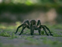Spider Stock Footage