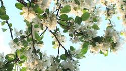 Transpiracion Instructional Video