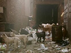 MS Shot of animals at garbage habitation area / Tokyo, Japan Stock Footage