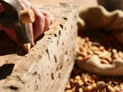 Opening almonds Stock Footage