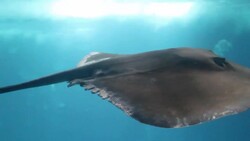 Stingrays Stock Footage