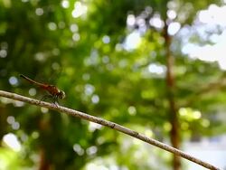 dragonfly Stock Footage
