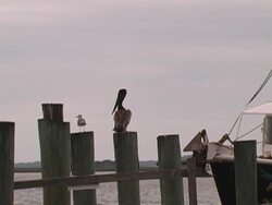 Florida Pelican Stock Footage