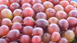 ripe red gooseberries Stock Footage