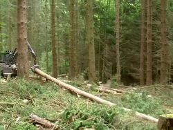 MS PAN Loading machine at work in forest / Zerf, Rhineland Palatinate, Germany Stock Footage